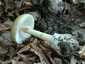Gyilkos galóca (Amanita phalloides), Somogy